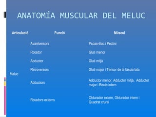 ANATOMÍA MUSCULAR DEL MELUC
 Articulació                  Funció                      Múscul

               Avantversors            Psoas-ilíac i Pectini

               Rotador                 Gluti menor

               Abductor                Gluti mitjà

               Retroversors            Gluti major i Tensor de la fàscia lata
Maluc
                                       Adductor menor, Adductor mitjà, Adductor
               Adductors
                                       major i Recte intern


                                       Obturador extern, Obturador intern i
               Rotadors externs
                                       Quadrat crural
 