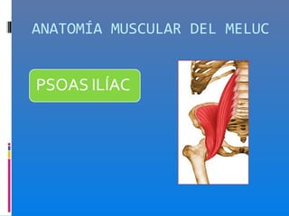 ANATOMÍA MUSCULAR DEL MELUC
 