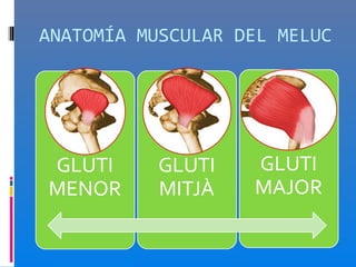 ANATOMÍA MUSCULAR DEL MELUC
 