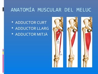 ANATOMÍA MUSCULAR DEL MELUC

 ADDUCTOR CURT
 ADDUCTOR LLARG
 ADDUCTOR MITJÀ
 