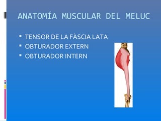 ANATOMÍA MUSCULAR DEL MELUC

 TENSOR DE LA FÀSCIA LATA
 OBTURADOR EXTERN
 OBTURADOR INTERN
 
