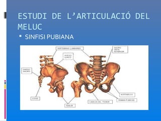 ESTUDI DE L’ARTICULACIÓ DEL
MELUC
 SINFISI PUBIANA
 