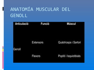 ANATOMÍA MUSCULAR DEL
GENOLL
  Articulació             Funció           Múscul




                Extensors          Quàdriceps i Sartori

 Genoll

                Flexors            Popliti i Isquiotibials
 