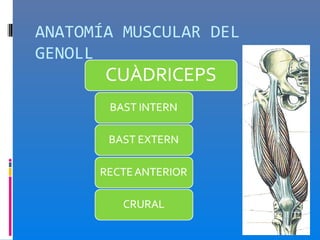 ANATOMÍA MUSCULAR DEL
GENOLL
 