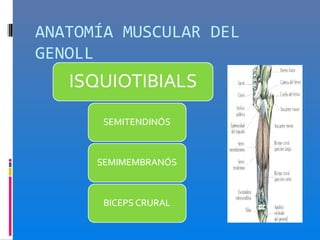 ANATOMÍA MUSCULAR DEL
GENOLL
 