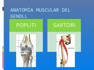 ANATOMÍA MUSCULAR DEL
GENOLL
 
