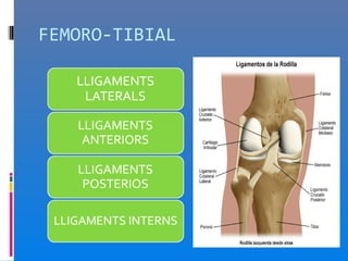 FEMORO-TIBIAL
 