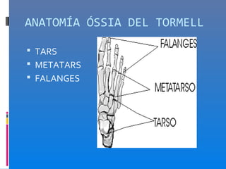 ANATOMÍA ÓSSIA DEL TORMELL

 TARS
 METATARS
 FALANGES
 