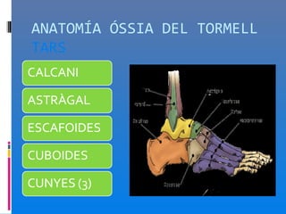 ANATOMÍA ÓSSIA DEL TORMELL
TARS
 