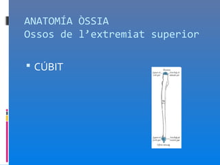 ANATOMÍA ÒSSIA
Ossos de l’extremiat superior

 CÚBIT
 