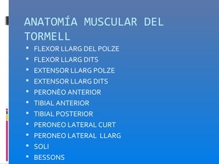 ANATOMÍA MUSCULAR DEL
TORMELL
 FLEXOR LLARG DEL POLZE
 FLEXOR LLARG DITS
 EXTENSOR LLARG POLZE
 EXTENSOR LLARG DITS
 PERONÈO ANTERIOR
 TIBIAL ANTERIOR
 TIBIAL POSTERIOR
 PERONEO LATERAL CURT
 PERONEO LATERAL LLARG
 SOLI
 BESSONS
 