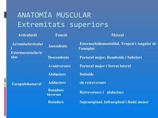 ANATOMÍA MUSCULAR
   Extremitats superiors
   Articulació           Funció                        Múscul

 Acromioclavicular                   Esternocleidomastoïdal, Trapezi i Angular de
                     Ascendents
i                                   l’omòplat
Esternocostoclavic
ular                 Descendents    Pectoral major, Romboide i Subclavi

                     Avantversors   Pectoral major i Serrat lateral

                     Abductors      Deltoide

Escapulohumeral      Adductors      els retroversors
                      Rotadors
                                    Retroversors i abductors
                     inversos
                     Rotadors       Supraespinal, Infraespinal i Rodó menor
 