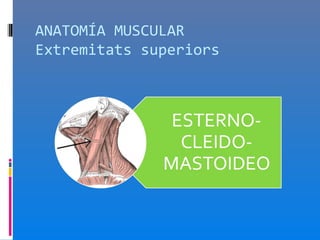 ANATOMÍA MUSCULAR
Extremitats superiors
 