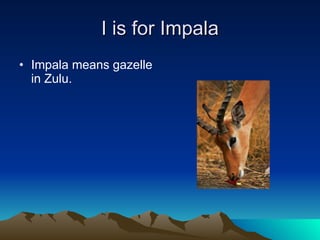 I is for Impala Impala means gazelle in Zulu.  