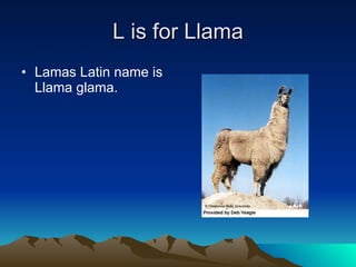 L is for Llama Lamas Latin name is Llama glama.  