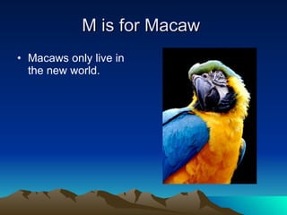 M is for Macaw  Macaws only live in the new world. 