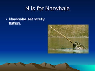 N is for Narwhale Narwhales eat mostly flatfish. 