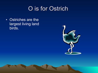 O is for Ostrich  Ostriches are the largest living land birds. 