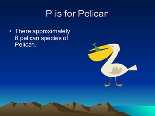 P is for Pelican There approximately 8 pelican species of Pelican. 