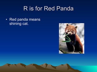 R is for Red Panda Red panda means shining cat. 