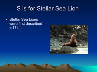 S is for Stellar Sea Lion  Stellar Sea Lions were first described in1741. 