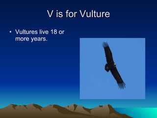 V is for Vulture Vultures live 18 or more years. 