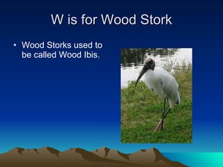 W is for Wood Stork Wood Storks used to be called Wood Ibis.  