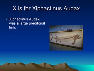 X is for Xiphactinus Audax  Xiphactinus Audax was a large preditorial fish.  