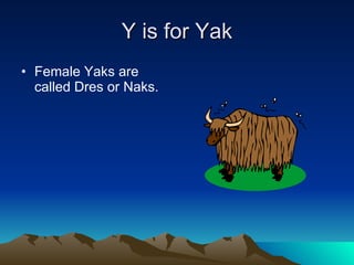 Y is for Yak Female Yaks are called Dres or Naks. 
