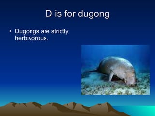 D is for dugong Dugongs are strictly herbivorous.  
