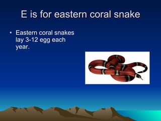 E is for eastern coral snake Eastern coral snakes lay 3-12 egg each year. 