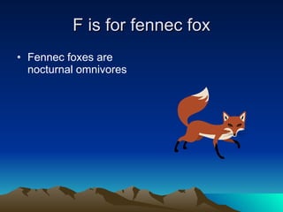 F is for fennec fox Fennec foxes are nocturnal omnivores 