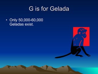 G is for Gelada Only 50,000-60,000 Geladas exist.  