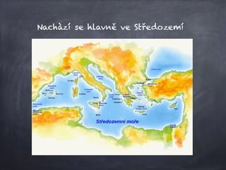 Nachàzí se hlavně ve Středozemí
 