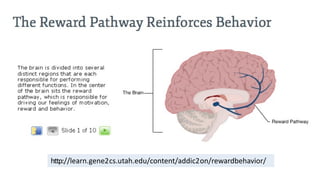 http://learn.gene2cs.utah.edu/content/addic2on/rewardbehavior/
 