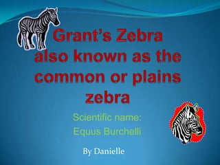 Grant’s Zebraalso known as the common or plains zebra Scientific name: Equus Burchelli By Danielle 