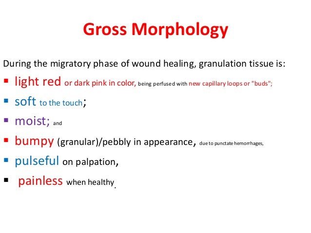 Granulation Tissue Formation