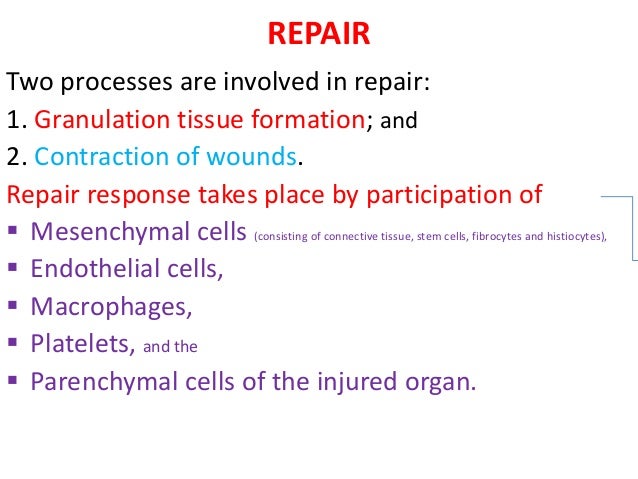 Granulation Tissue Formation