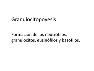 Granulocitopoyesis Formación de los neutrófilos, granulocitos, eusinófilos y basofilos. 
