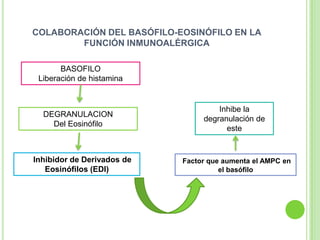 COLABORACIÓN DEL BASÓFILO-EOSINÓFILO EN LA
FUNCIÓN INMUNOALÉRGICA
BASOFILO
Liberación de histamina

DEGRANULACION
Del Eosinófilo

Inhibidor de Derivados de
Eosinófilos (EDI)

Inhibe la
degranulación de
este

Factor que aumenta el AMPC en
el basófilo

 