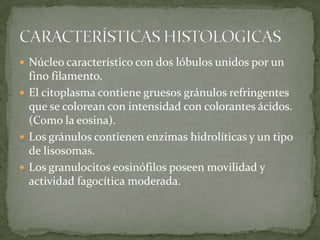  Núcleo característico con dos lóbulos unidos por un
  fino filamento.
 El citoplasma contiene gruesos gránulos refringentes
  que se colorean con intensidad con colorantes ácidos.
  (Como la eosina).
 Los gránulos contienen enzimas hidrolíticas y un tipo
  de lisosomas.
 Los granulocitos eosinófilos poseen movilidad y
  actividad fagocítica moderada.
 