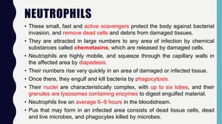 NEUTROPHILS
• These small, fast and active scavengers protect the body against bacterial
invasion, and remove dead cells and debris from damaged tissues.
• They are attracted in large numbers to any area of infection by chemical
substances called chemotaxins, which are released by damaged cells.
• Neutrophils are highly mobile, and squeeze through the capillary walls in
the affected area by diapedesis.
• Their numbers rise very quickly in an area of damaged or infected tissue.
• Once there, they engulf and kill bacteria by phagocytosis.
• Their nuclei are characteristically complex, with up to six lobes, and their
granules are lysosomes containing enzymes to digest engulfed material.
• Neutrophils live on average 6–9 hours in the bloodstream.
• Pus that may form in an infected area consists of dead tissue cells, dead
and live microbes, and phagocytes killed by microbes.
 