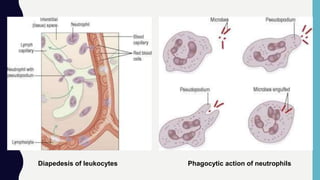 Diapedesis of leukocytes Phagocytic action of neutrophils
 