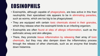 EOSINOPHILS
• Eosinophils, although capable of phagocytosis, are less active in this than
neutrophils; their specialised role appears to be in eliminating parasites,
such as worms, which are too big to be phagocytosed.
• They are equipped with certain toxic chemicals stored in their granules,
which they release when the eosinophil binds to an infecting organism.
• Eosinophils are often found at sites of allergic inflammation, such as the
asthmatic airway and skin allergies.
• There, they promote tissue inflammation by releasing their array of toxic
chemicals, but they may also dampen down the inflammatory process
through the release of other chemicals, such as an enzyme that breaks
down histamine.
 