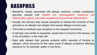 BASOPHILS
• Basophils, closely associated with allergic reactions, contain cytoplasmic
granules packed with heparin (an anticoagulant), histamine (an
inflammatory agent), and other substances that promote inflammation.
• Usually, the stimulus that causes basophils to release the contents of their
granules is an allergen (an antigen that causes allergy) of some type.
• This binds to antibody type receptors on the basophil membrane.
• A cell type very similar to basophils, except that it is found in the tissues, not
in the circulation, is the mast cell.
• Mast cells release their granule contents within seconds of binding an
allergen, which accounts for the rapid onset of allergic symptoms following
exposure to, for example, pollen in hay fever.
 