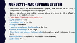 MONOCYTE–MACROPHAGE SYSTEM
• Sometimes called the reticuloendothelial system, and consists of the body’s
complement of monocytes and macrophages.
• Some macrophages are mobile, whereas others are fixed, providing effective
defence at key body locations.
• Collections of fixed macrophages include:
Synovial cells in joints
Langerhans cells in the skin
Microglia in the brain
Hepatic macrophages (Kupffer cells) in the liver
Alveolar macrophages in the lungs
Sinus-lining macrophages (reticular cells) in the spleen, lymph nodes and thymus
gland
Mesangial cells in the glomerulus of nephrons in the kidney
Osteoclasts in bone.
 