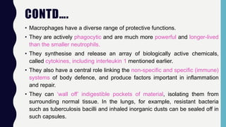 CONTD….
• Macrophages have a diverse range of protective functions.
• They are actively phagocytic and are much more powerful and longer-lived
than the smaller neutrophils.
• They synthesise and release an array of biologically active chemicals,
called cytokines, including interleukin 1 mentioned earlier.
• They also have a central role linking the non-specific and specific (immune)
systems of body defence, and produce factors important in inflammation
and repair.
• They can ‘wall off’ indigestible pockets of material, isolating them from
surrounding normal tissue. In the lungs, for example, resistant bacteria
such as tuberculosis bacilli and inhaled inorganic dusts can be sealed off in
such capsules.
 