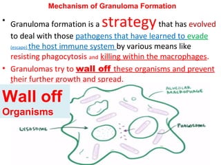 • Granuloma formation is a strategythat has evolved
to deal with those pathogens that have learned to evade
(escape) the host immune system by various means like
resisting phagocytosis and killing within the macrophages.
• Granulomas try to wall off these organisms and prevent
their further growth and spread.
Mechanism of Granuloma Formation
Wall off
Organisms
 