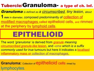 Tubercle/Granuloma- a type of ch. Inf.
Granuloma is defined as a circumscribed, tiny lesion, about
1 mm in diameter, composed predominantly of collection of
modified macrophages called epithelioid cells, and rimmed
at the periphery by lymphoid cells.
The word ‘granuloma’ is derived from granule meaning
circumscribed granule-like lesion, and -oma which is a suffix
commonly used for true tumours but here it indicates a localised
inflammatory mass or collection of macrophages.
Granuloma: Collection of epithelioid cells rimed by
lymphocytes.
EPITHELIOID
 