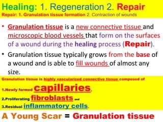 • Granulation tissue is a new connective tissue and 
microscopic blood vessels that form on the surfaces 
of a wound during the healing process (Repair). 
• Granulation tissue typically grows from the base of 
a wound and is able to fill wounds of almost any 
size.
Granulation tissue is highly vascularized connective tissue composed of
1.Newly formed capillaries,
2.Proliferating fibroblasts and
3.Residual inflammatory cells.
A Young Scar = Granulation tissue
Healing: 1. Regeneration 2. Repair
Repair: 1. Granulation tissue formation 2. Contraction of wounds
 